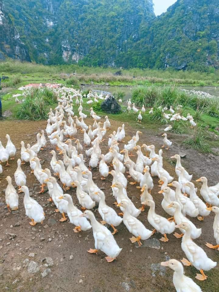 Nha Lua Homestay ニンビン エクステリア 写真